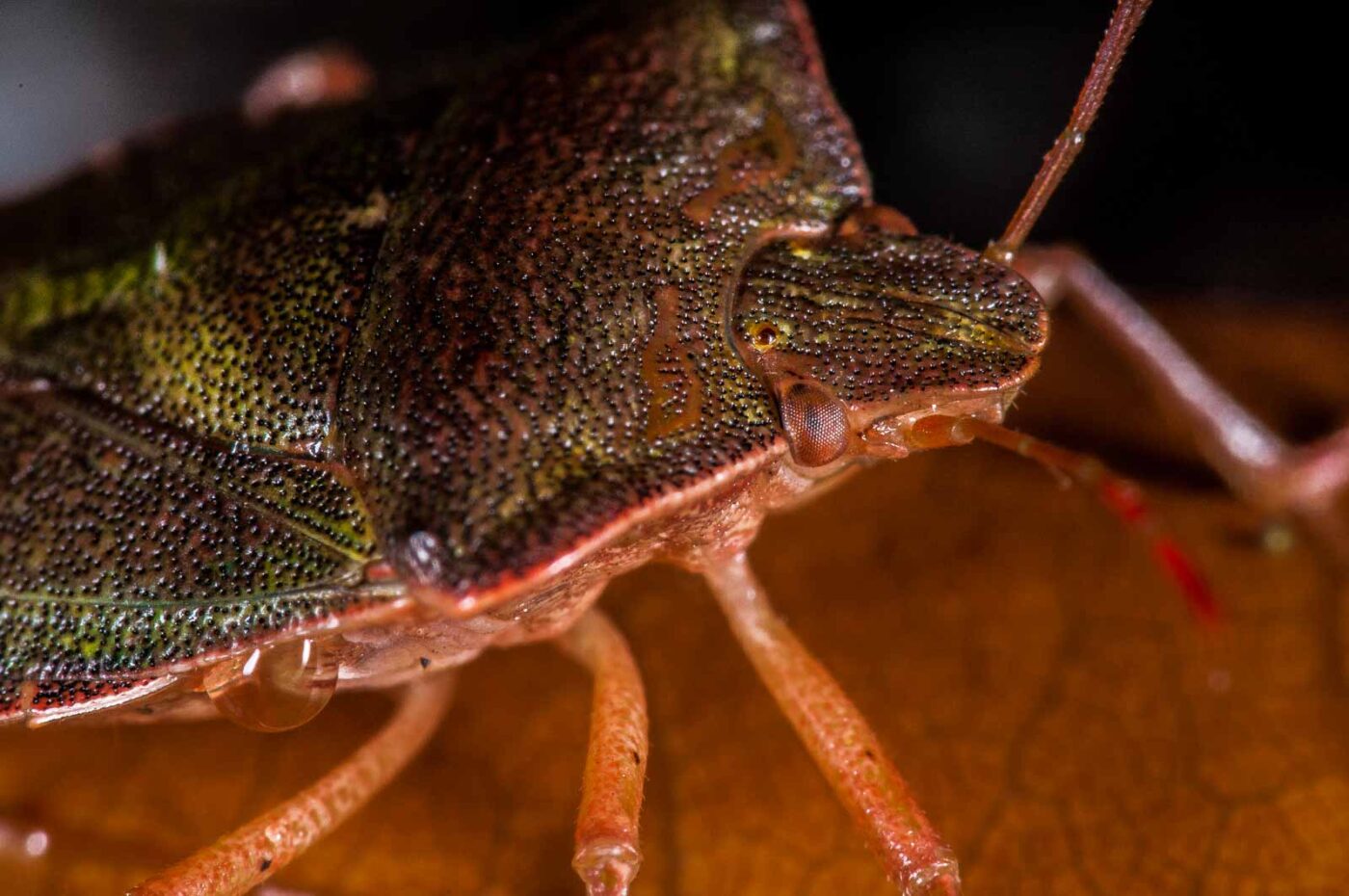 2018-11-06 - NSG Brandheide Recklinghausen