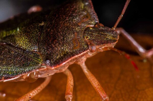 2018-11-06 - NSG Brandheide Recklinghausen