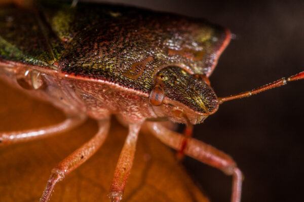 2018-11-06 - NSG Brandheide Recklinghausen