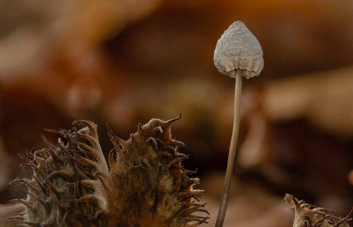 2018-11-07 - NSG Brandheide Recklinghausen