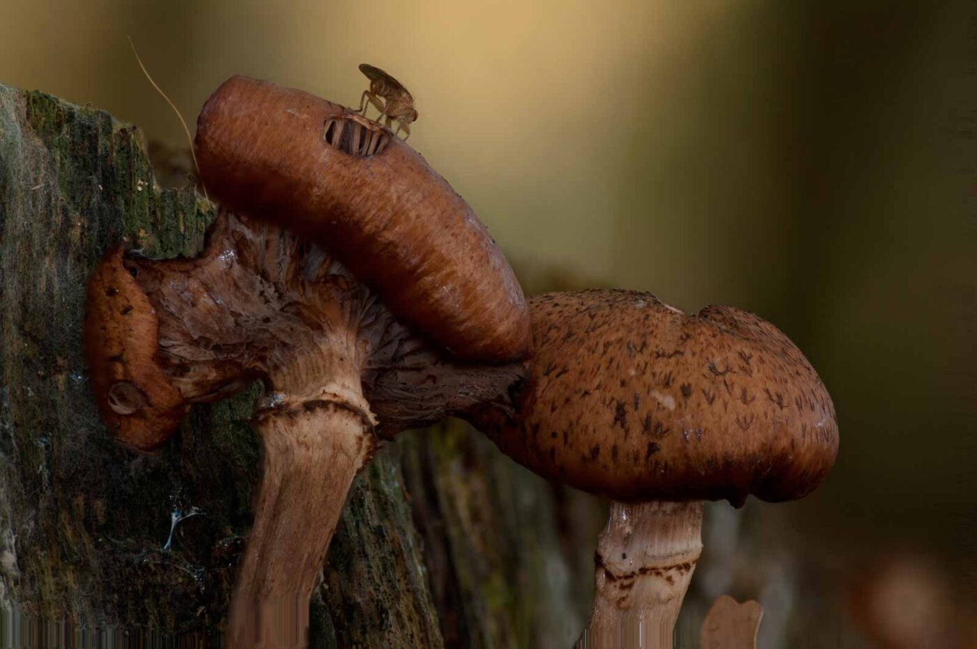 2018-11-07 - NSG Brandheide Recklinghausen