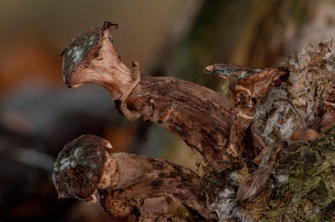 2018-11-07 - NSG Brandheide Recklinghausen