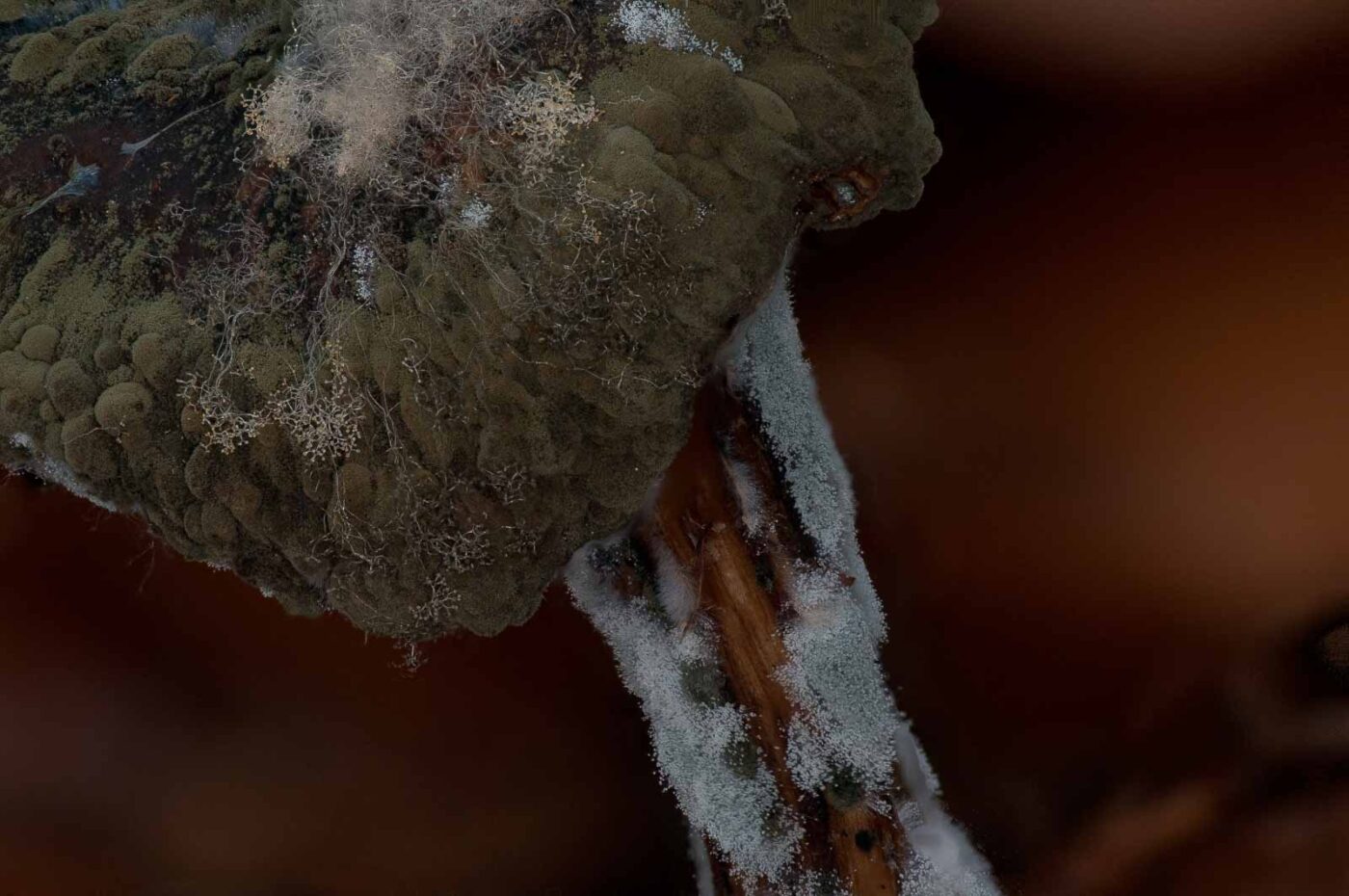 2018-11-07 - NSG Brandheide Recklinghausen