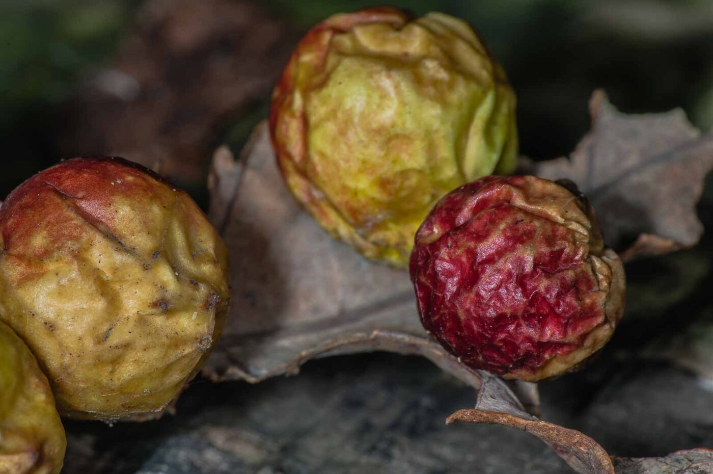 2018-11-07 - NSG Brandheide Recklinghausen