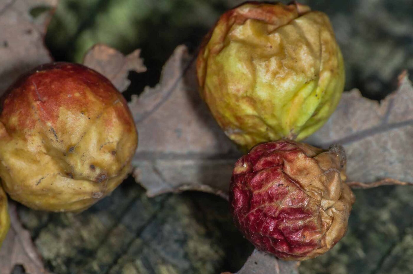 2018-11-07 - NSG Brandheide Recklinghausen