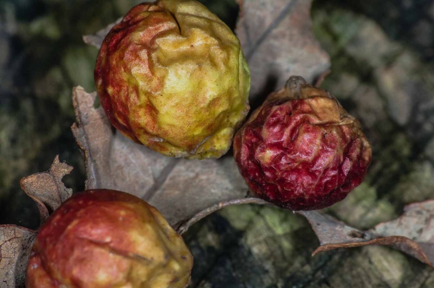 2018-11-07 - NSG Brandheide Recklinghausen