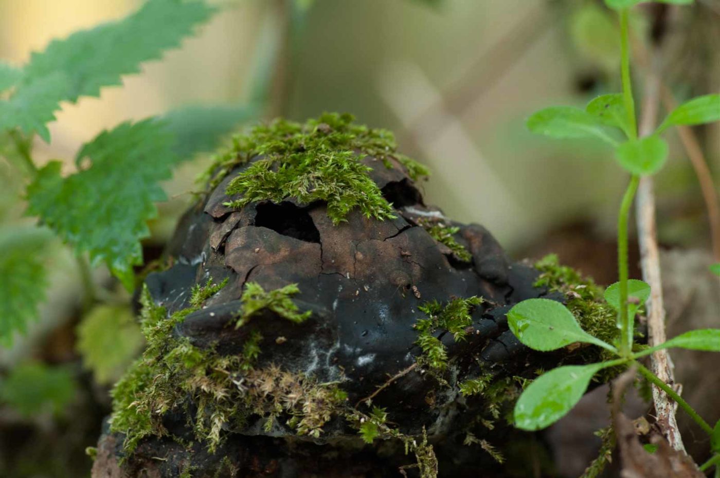 2018-11-09 - NSG Klöppersberg C-R