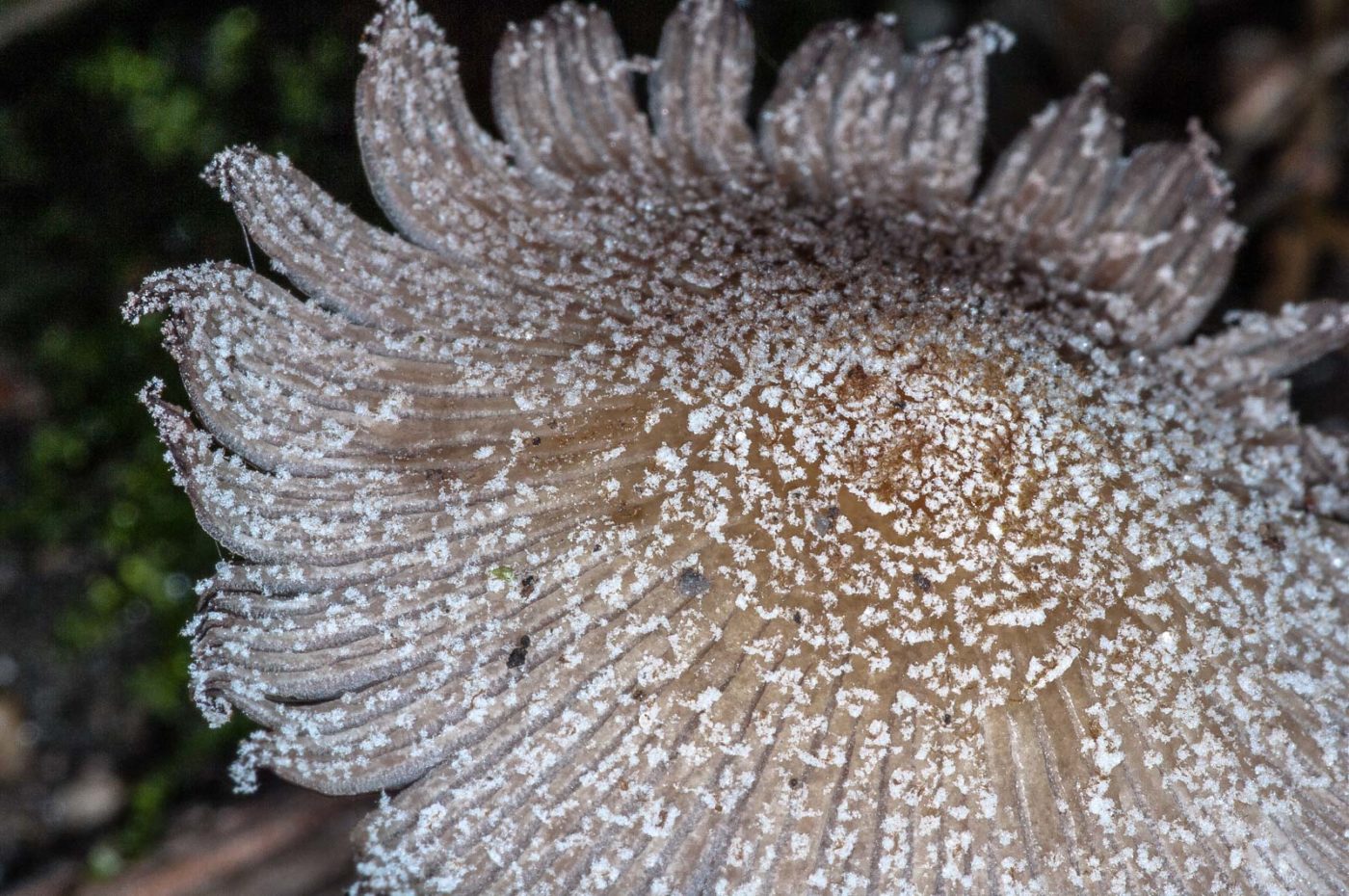 2018-11-09 - NSG Klöppersberg C-R