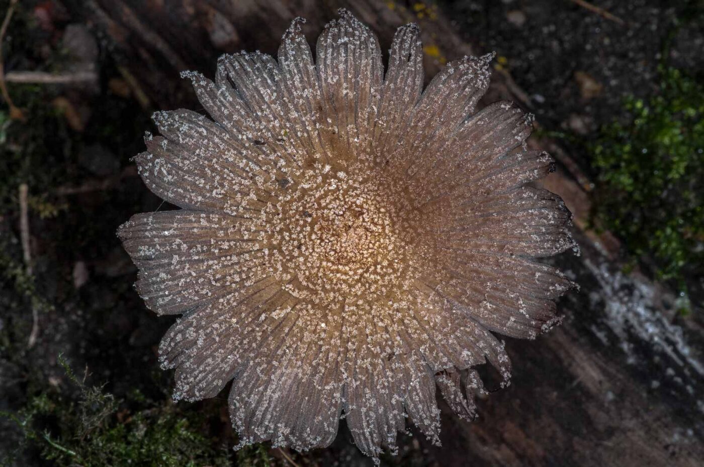 2018-11-09 - NSG Klöppersberg C-R