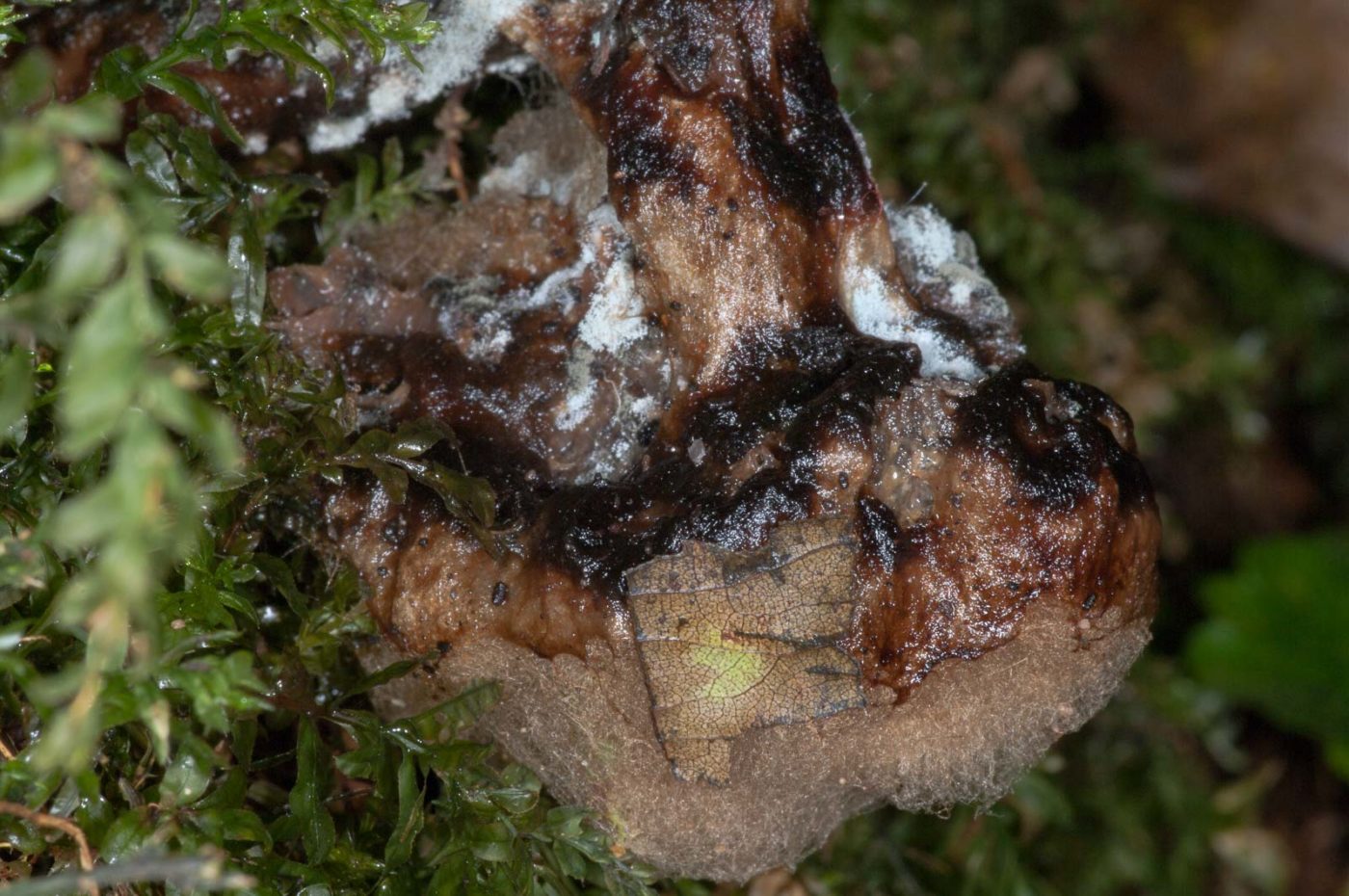 2018-11-09 - NSG Klöppersberg C-R