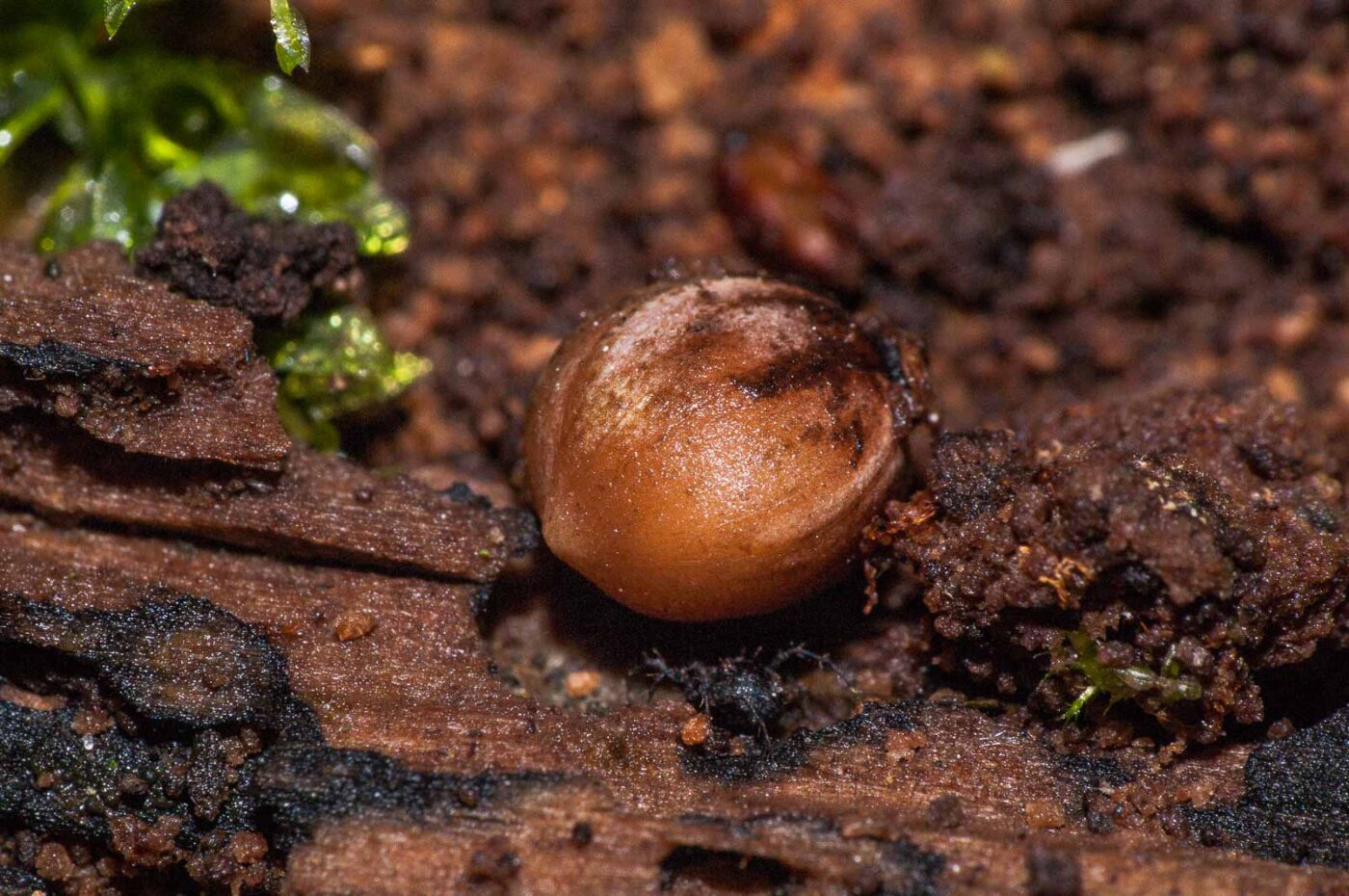 2018-11-09 - NSG Klöppersberg C-R