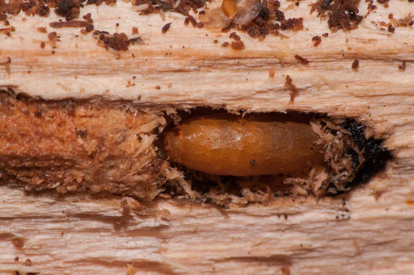 2018-11-09 - NSG Klöppersberg C-R