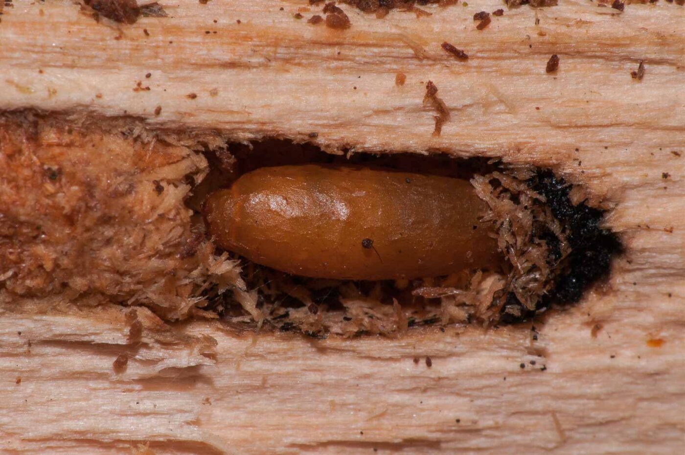 2018-11-09 - NSG Klöppersberg C-R