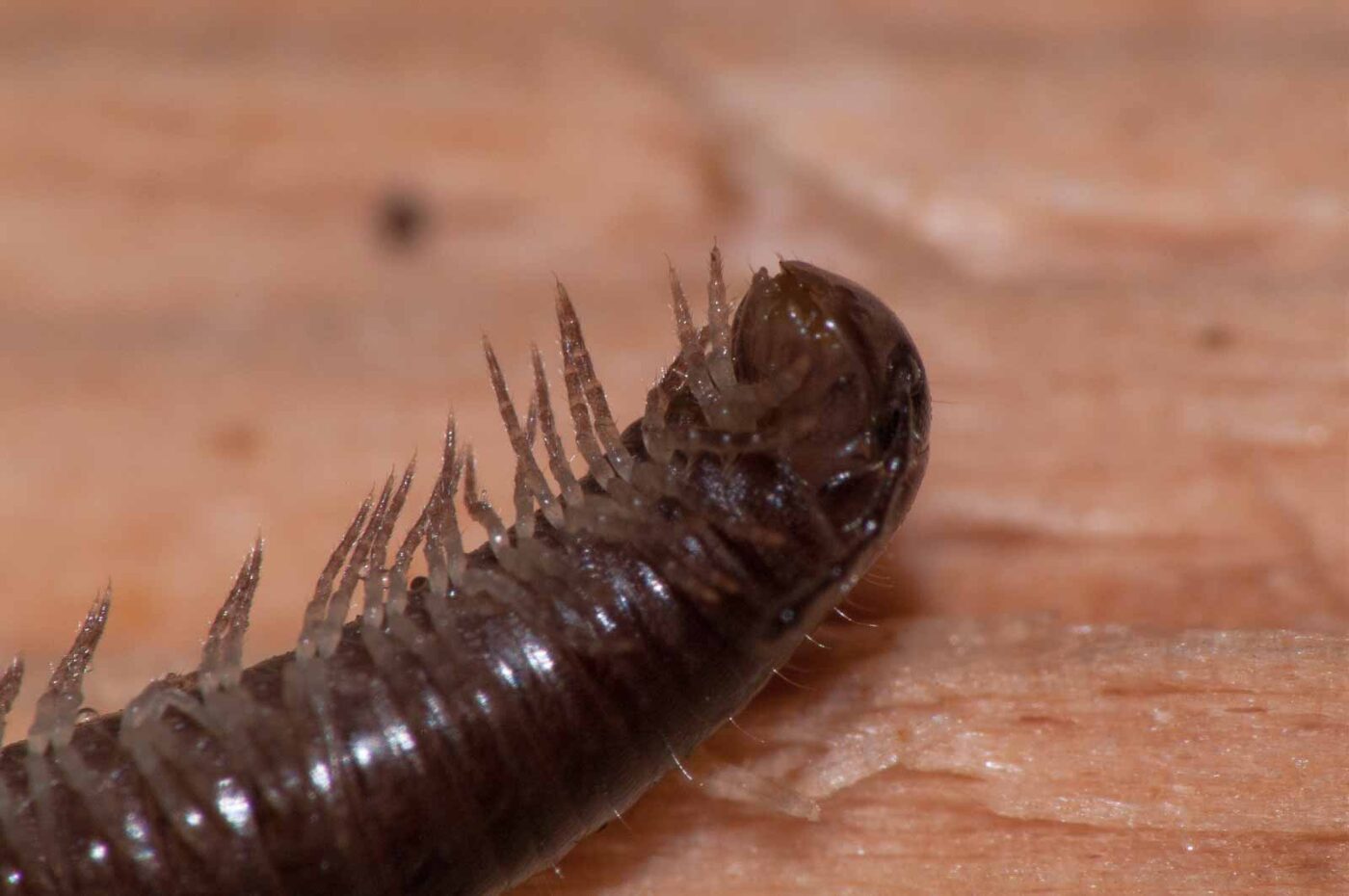 2018-11-09 - NSG Klöppersberg C-R