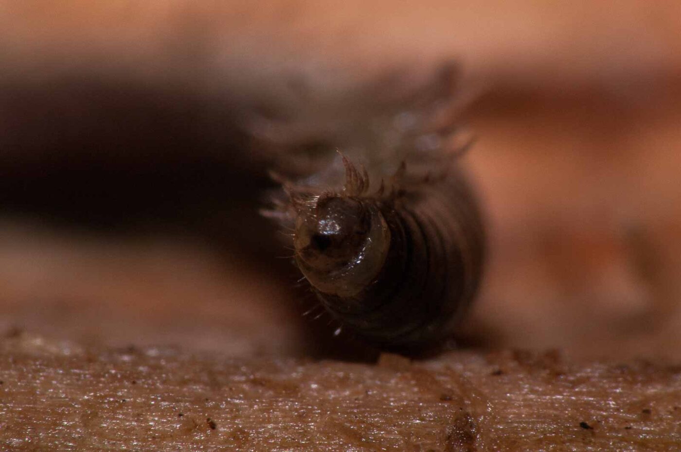 2018-11-09 - NSG Klöppersberg C-R