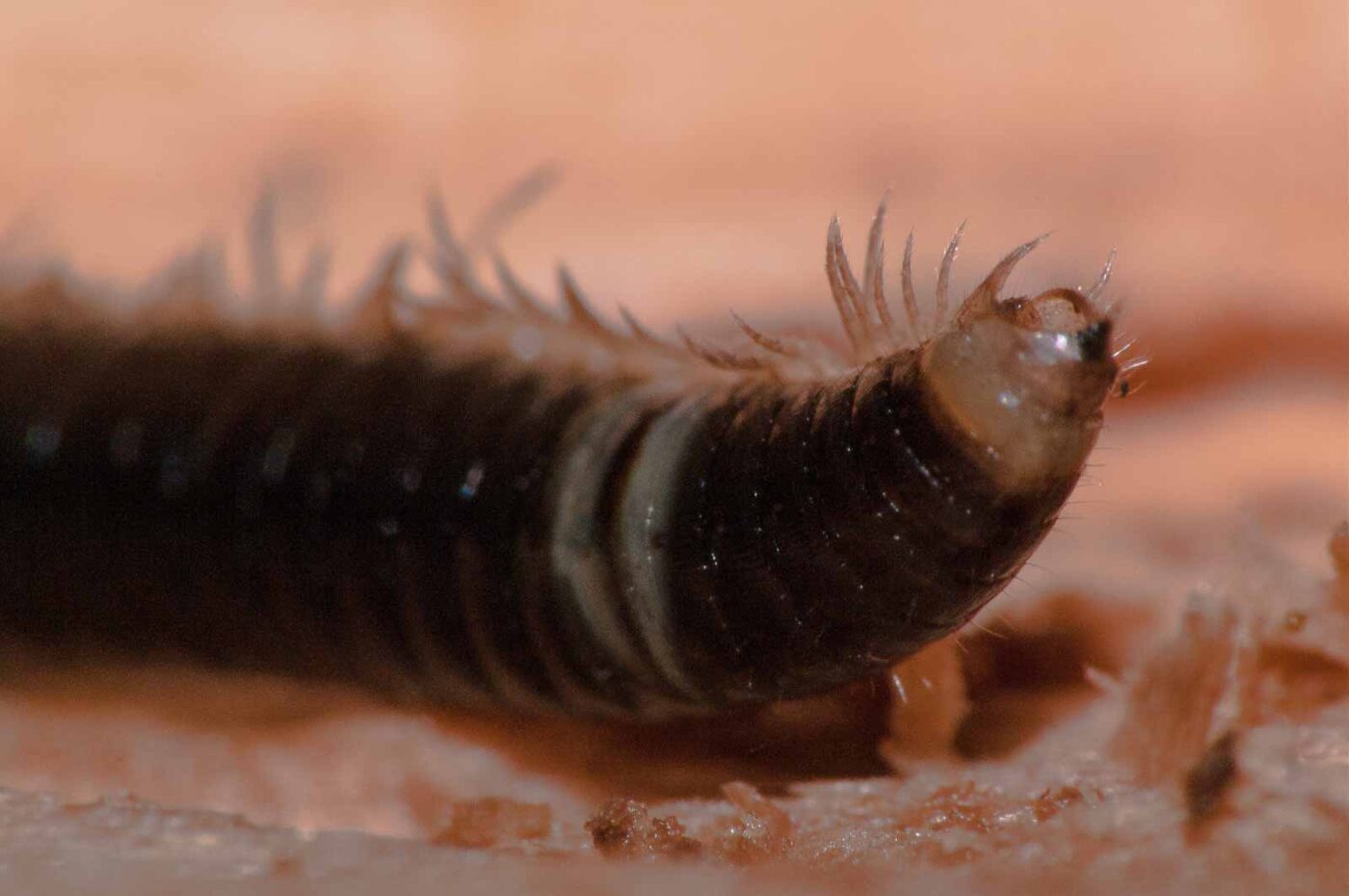 2018-11-09 - NSG Klöppersberg C-R