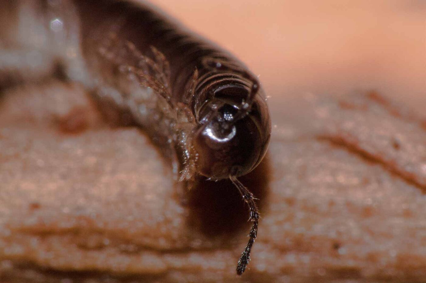 2018-11-09 - NSG Klöppersberg C-R