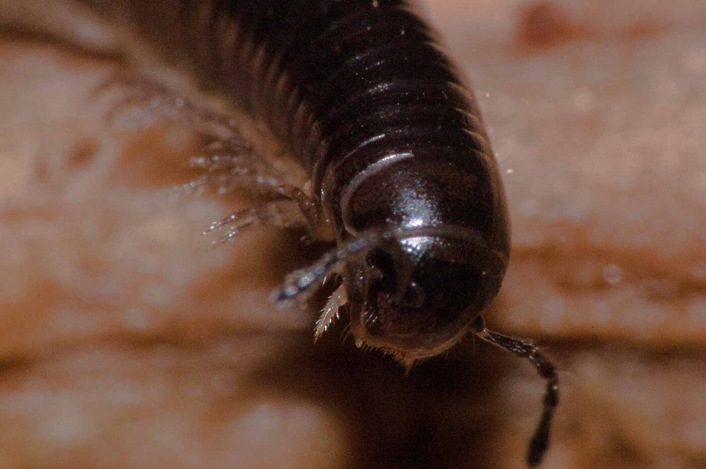 2018-11-09 - NSG Klöppersberg C-R