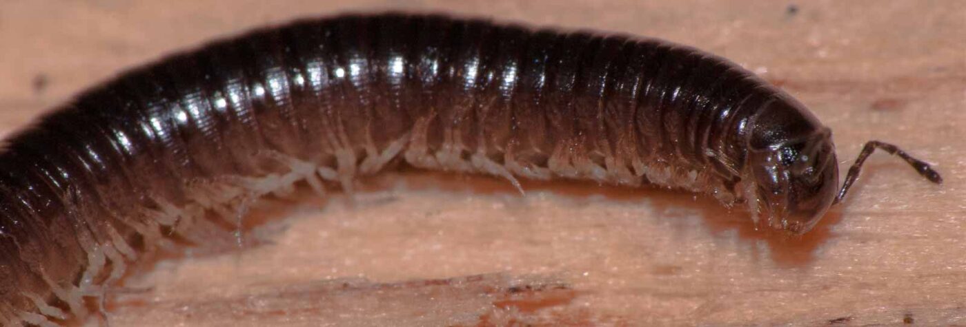 2018-11-09 - NSG Klöppersberg C-R