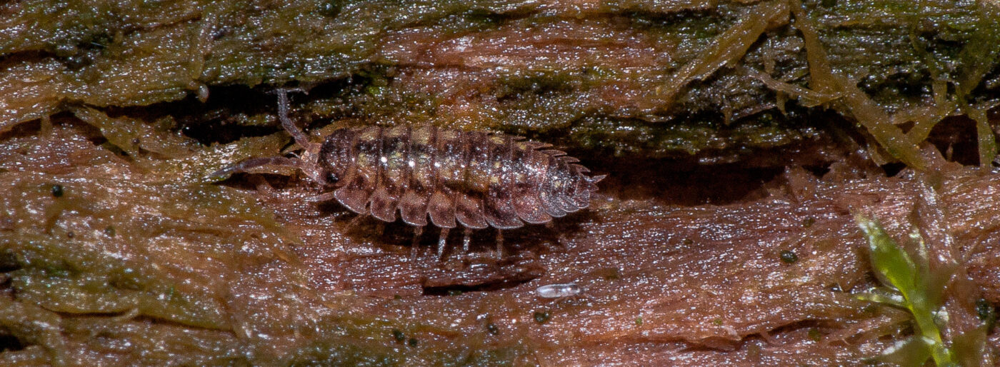 2018-11-09 - NSG Klöppersberg C-R