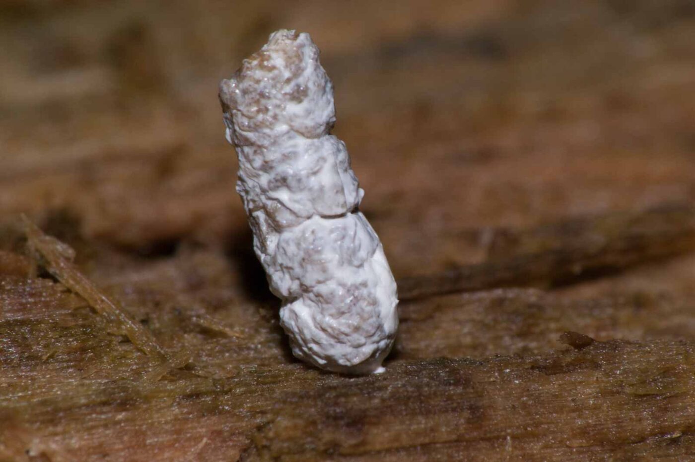 2018-11-09 - NSG Klöppersberg C-R