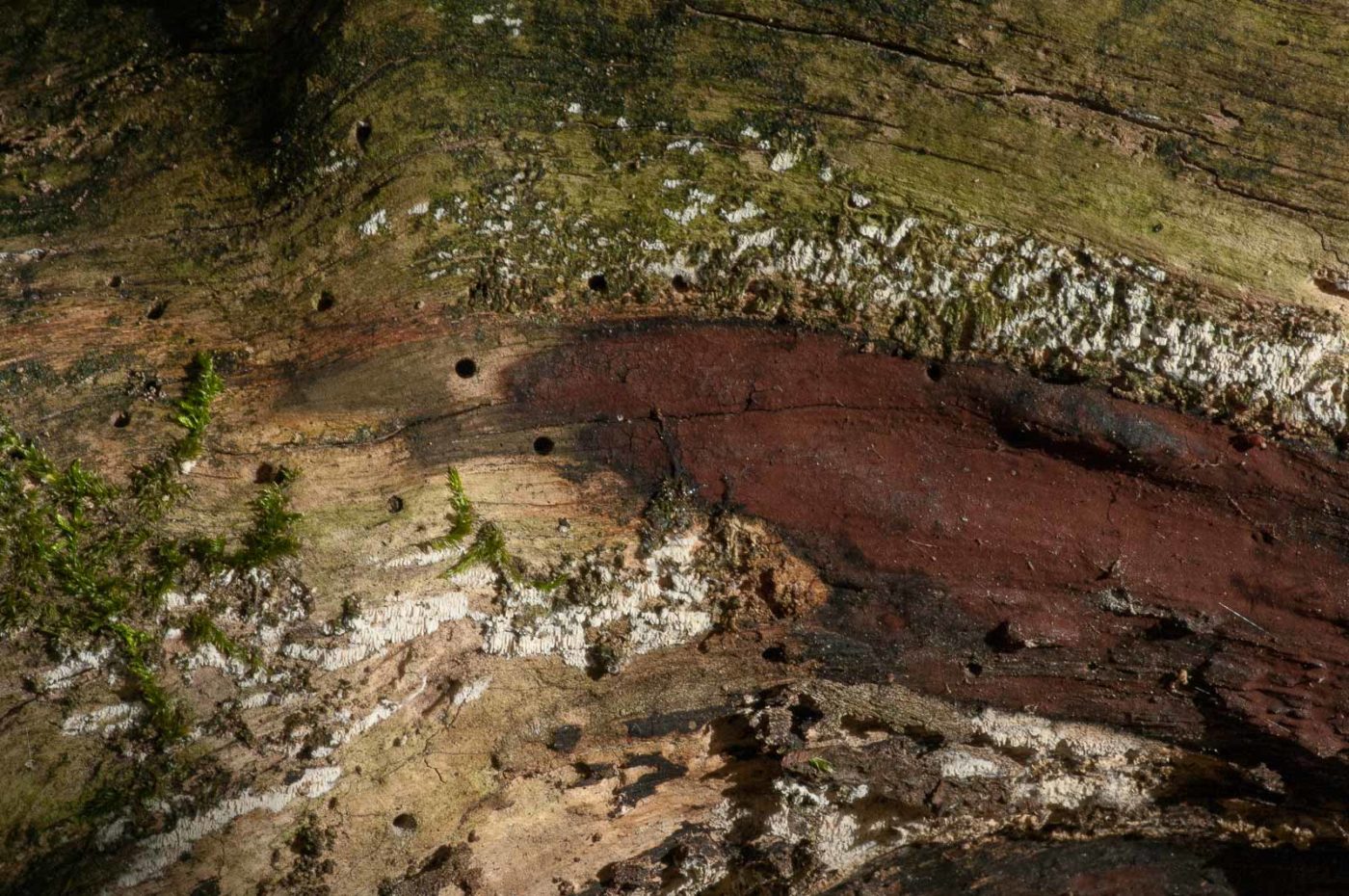 2018-11-09 - NSG Klöppersberg C-R