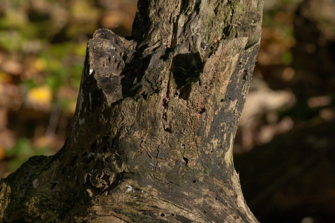 2018-11-09 - NSG Klöppersberg C-R