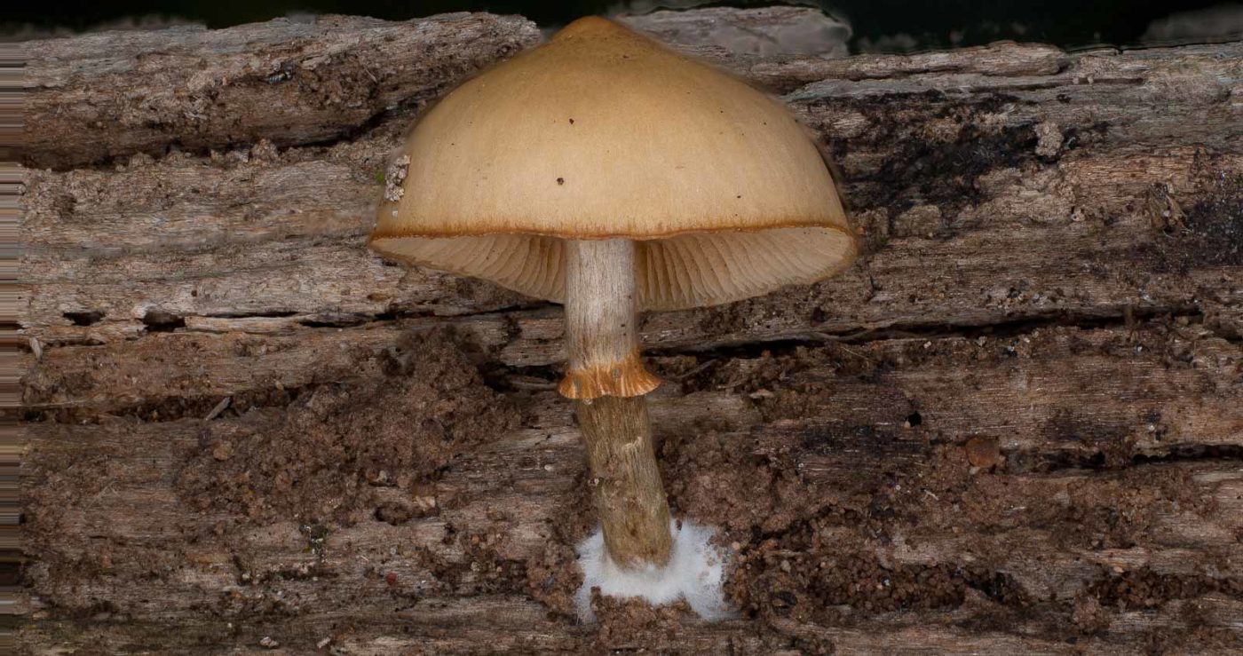 2018-11-09 - NSG Klöppersberg C-R