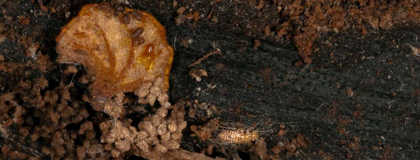 2018-11-09 - NSG Klöppersberg C-R