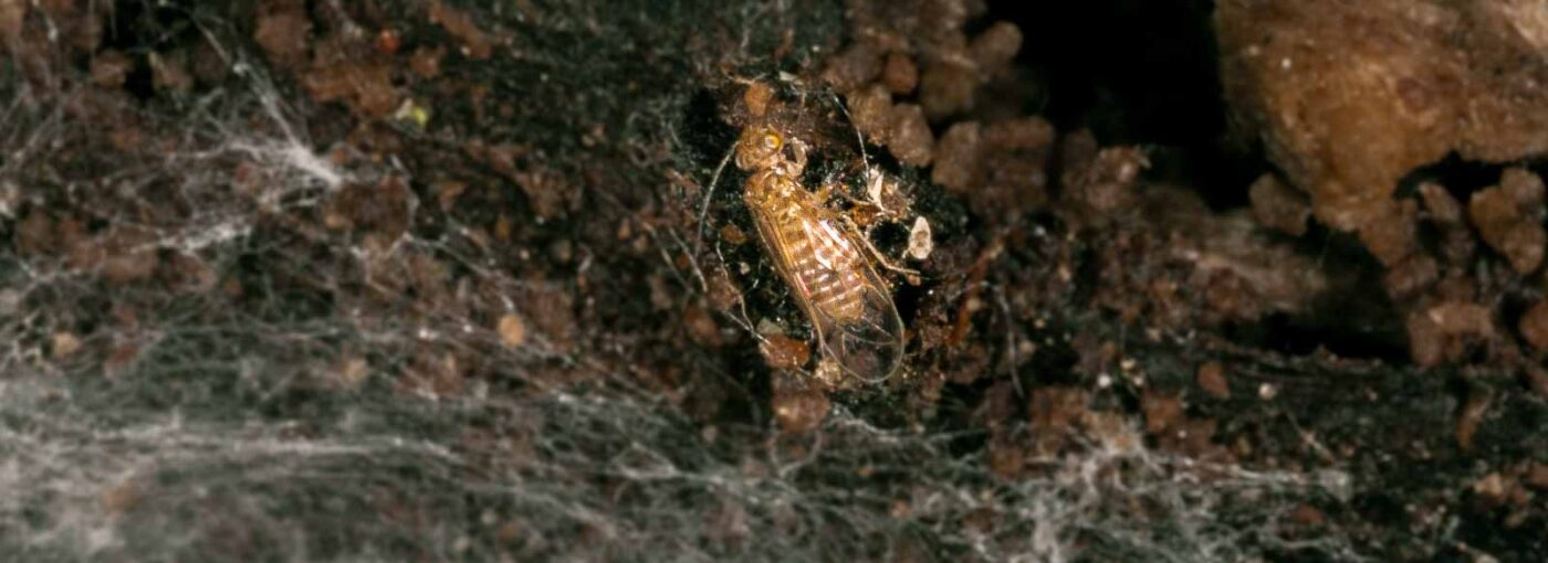 2018-11-09 - NSG Klöppersberg C-R