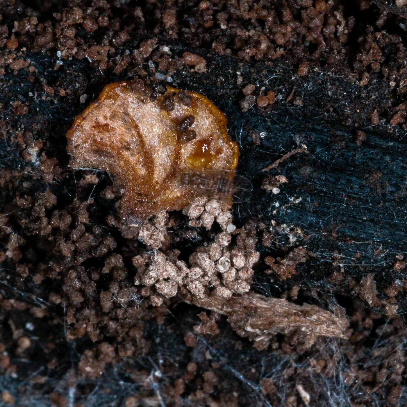 2018-11-09 - NSG Klöppersberg C-R