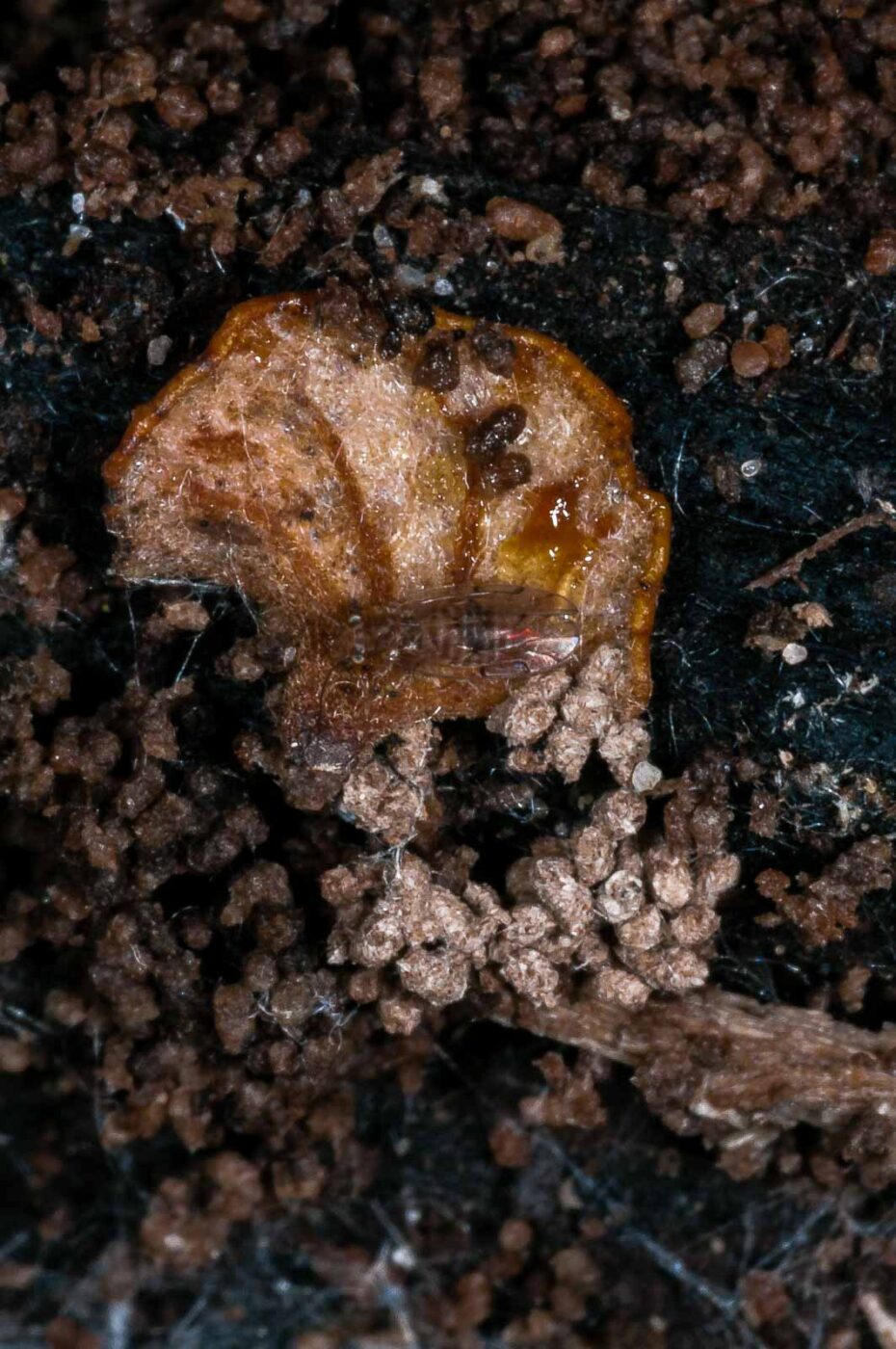 2018-11-09 - NSG Klöppersberg C-R