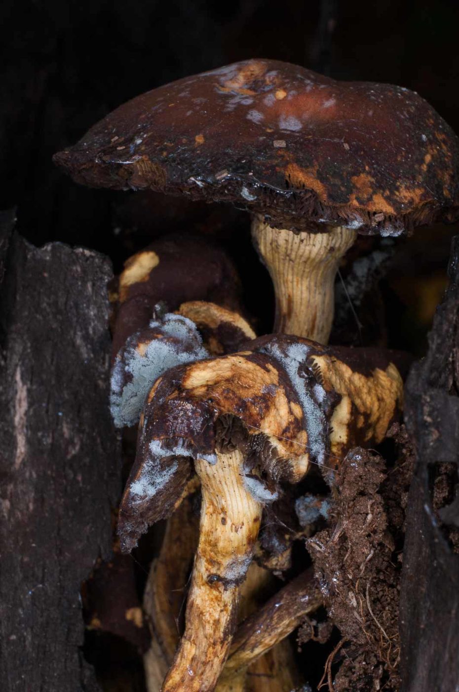 2018-11-09 - NSG Klöppersberg C-R