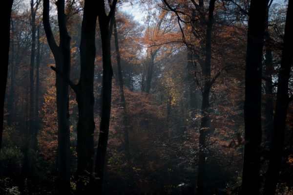 2018-11-15 - NSG Schellenbergpark C-R