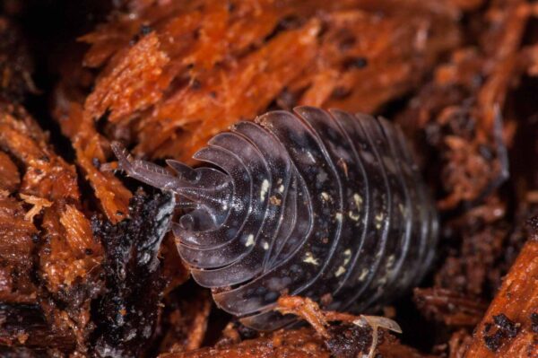 2018-11-15 - NSG Schellenbergpark C-R