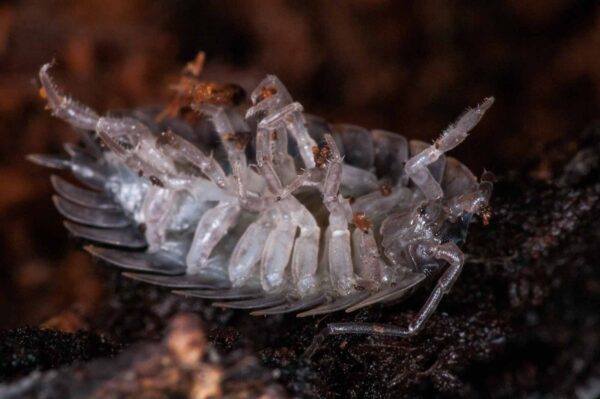 2018-11-15 - NSG Schellenbergpark C-R