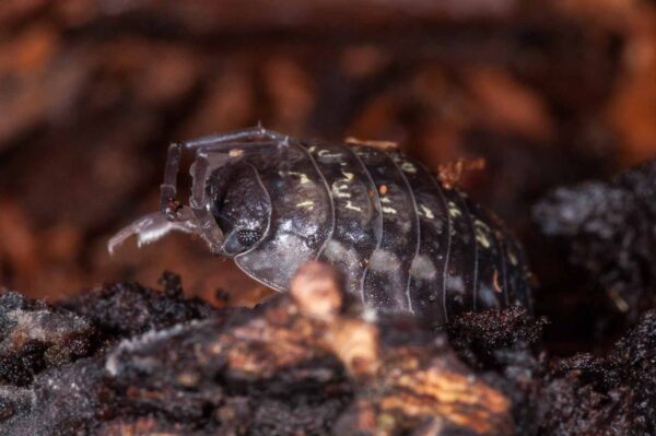 2018-11-15 - NSG Schellenbergpark C-R