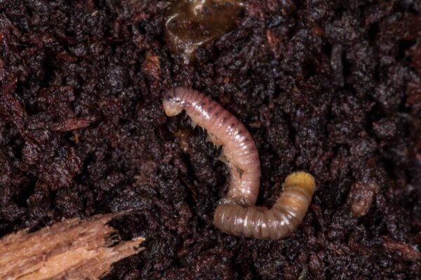 2018-11-15 - NSG Schellenbergpark C-R