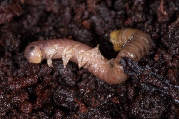 2018-11-15 - NSG Schellenbergpark C-R