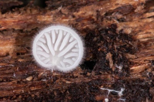 2018-11-15 - NSG Schellenbergpark C-R