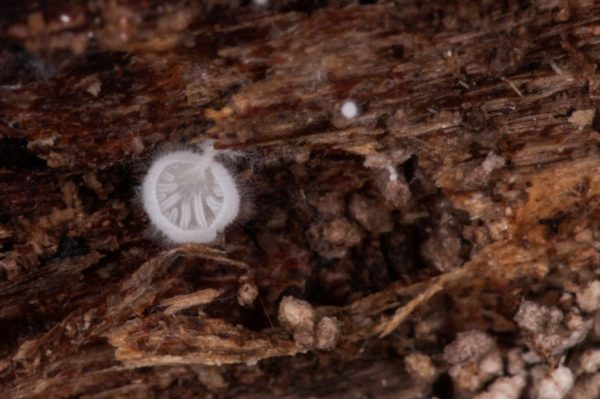 2018-11-15 - NSG Schellenbergpark C-R