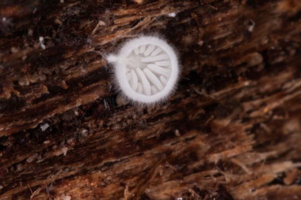 2018-11-15 - NSG Schellenbergpark C-R