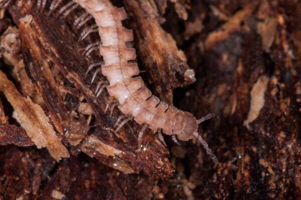 2018-11-15 - NSG Schellenbergpark C-R