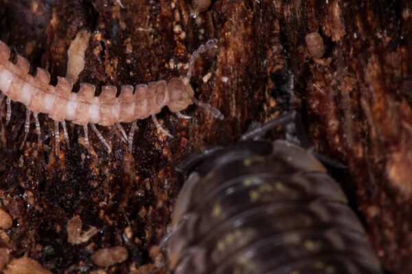 2018-11-15 - NSG Schellenbergpark C-R