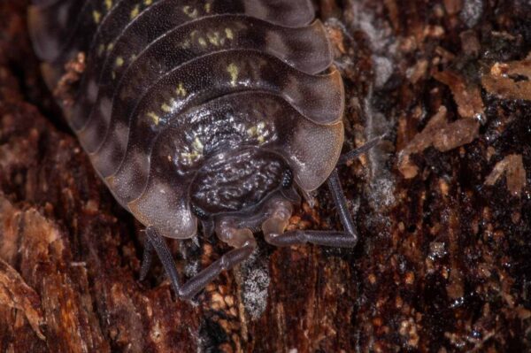 2018-11-15 - NSG Schellenbergpark C-R