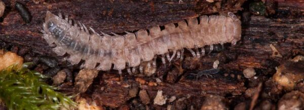 2018-11-15 - NSG Schellenbergpark C-R