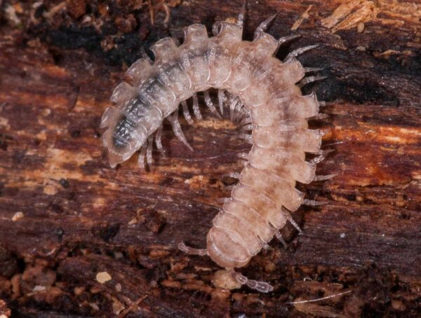 2018-11-15 - NSG Schellenbergpark C-R