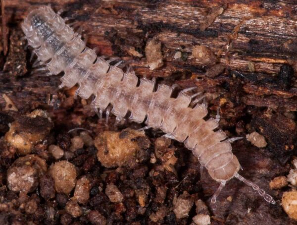 2018-11-15 - NSG Schellenbergpark C-R