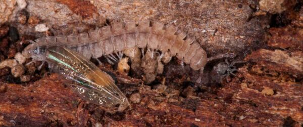 2018-11-15 - NSG Schellenbergpark C-R