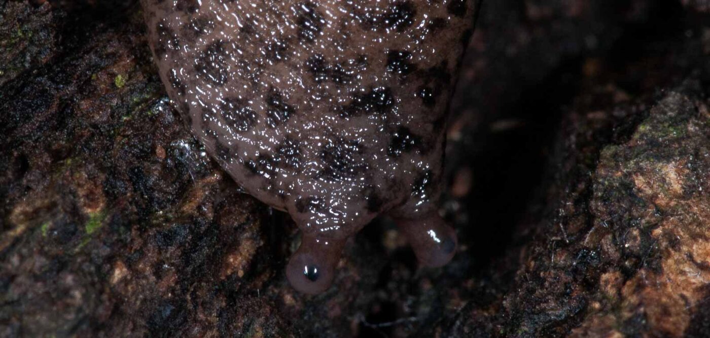 2018-11-15 - NSG Schellenbergpark C-R